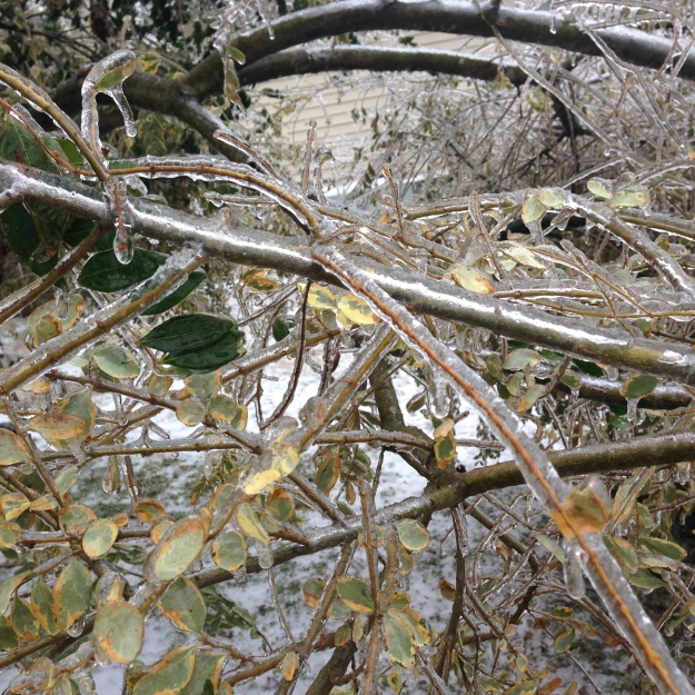 iced-branches
